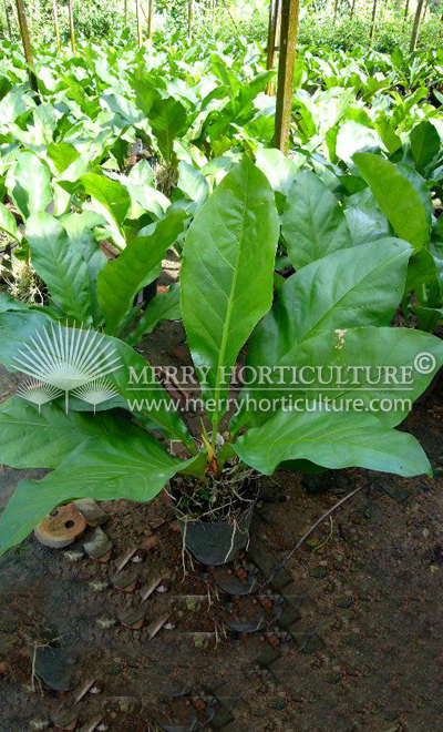 Anthurium jungle bush
